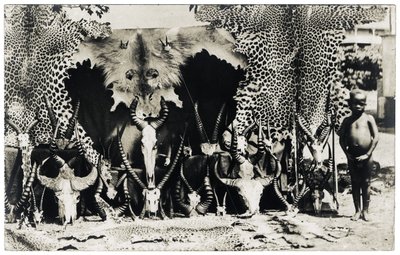 Trophies, c.1910 by Unbekannter Künstler