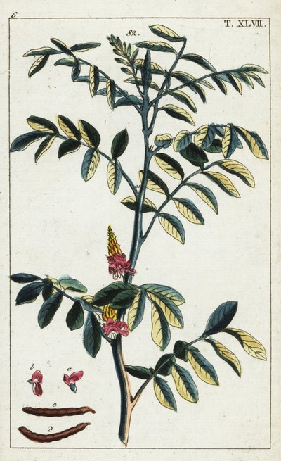 True indigo, Indigofera tinctoria by Unbekannter Künstler