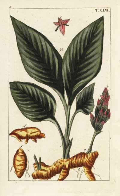 Turmeric, Curcuma longa. by Unbekannter Künstler