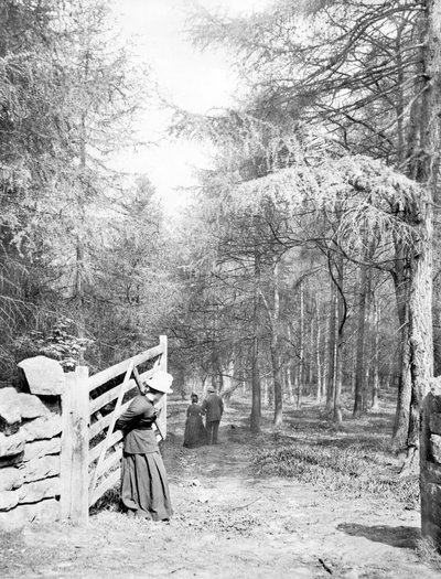 United Kingdom: Eaton Woods, c1890 by Unbekannt