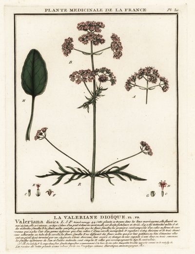 Valerian, Valeriana Dioica by Unbekannter Künstler