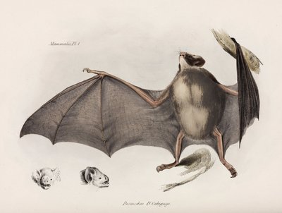 Vampire Bat, South America by Unbekannter Künstler