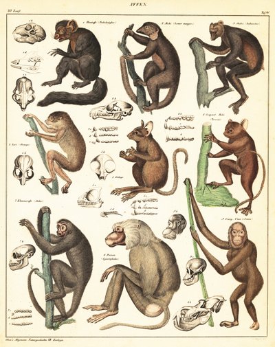 Varieties of Apes (lithograph) by Unbekannter Künstler