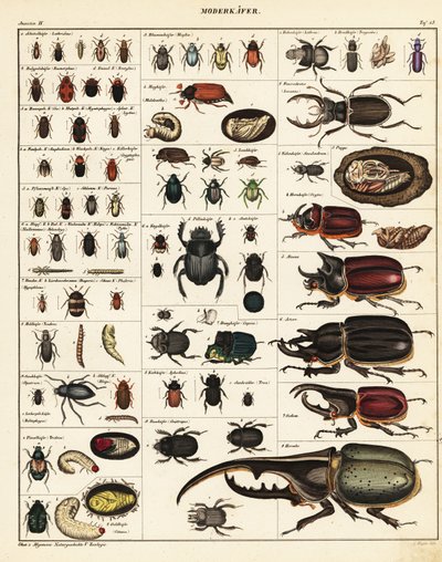 Varieties of Beetles by Unbekannter Künstler