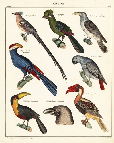 Varieties of Birds by Unbekannter Künstler