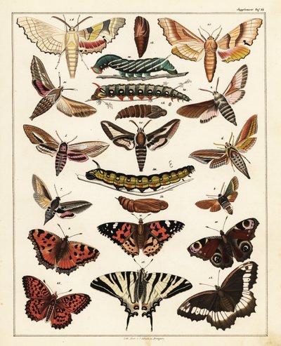 Varieties of Butterflies, Moths, etc. (lithograph) by Unbekannter Künstler