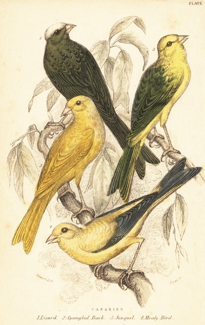 Varieties of canaries, Serinus canaria domestica.1889 by Unbekannter Künstler