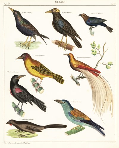 Varieties of exotic birds (1841) by Unbekannter Künstler