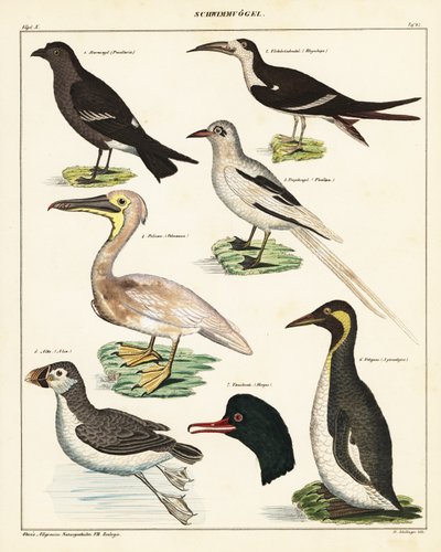 Varieties of Sea Birds by Unbekannter Künstler