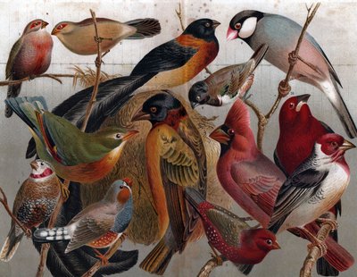 Various birds, c.1900 by Unbekannter Künstler