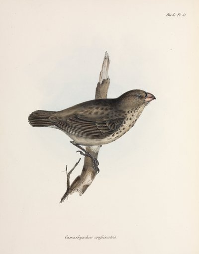 Vegetarian Finch, Galapagos Islands, c 1832-1836 by Unbekannt