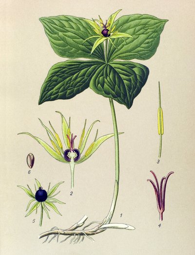 Poisonous Plant: Four-leaved Parisette (Paris quadrifolia) by Unbekannter Künstler