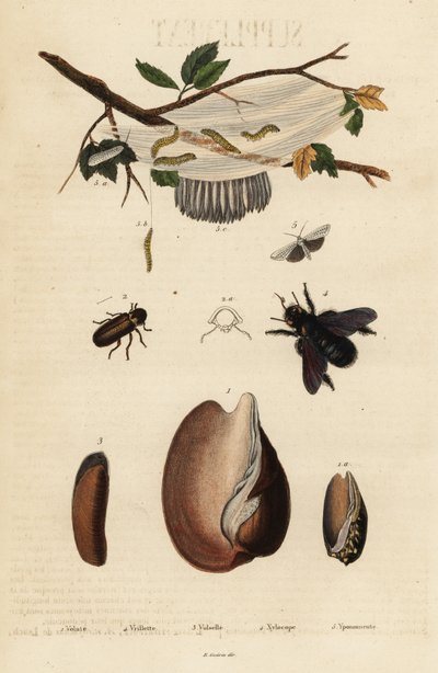 Volute, Beetle, Carpenter Bee and Moth by Unbekannter Künstler