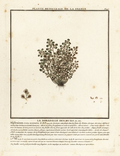 Wall-rue, Asplenium ruta-muraria by Unbekannter Künstler