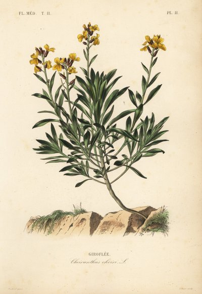 Wallflower, Erysimum cheiri by Unbekannt