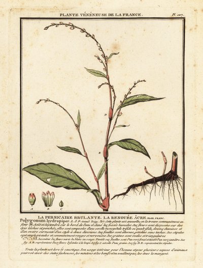 Water Pepper, Persicaria hydropiper by Unbekannter Künstler