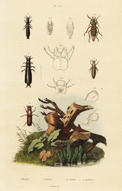 Weevil and ground beetles by Unbekannter Künstler