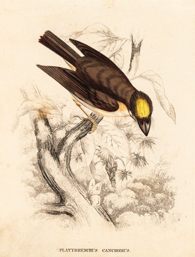 White-throated spadebill, Platyrinchus mystaceus. Handcoloured steel engraving from Georg Friedrich Treitschke