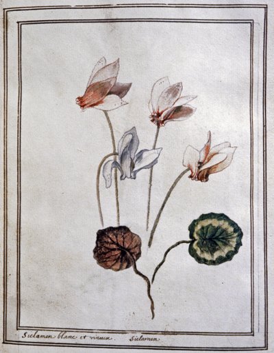 White Cyclamen by Unbekannter Künstler
