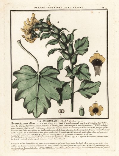White henbane by Unbekannter Künstler