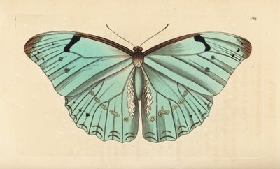 White morpho, Morpho laertes by Unbekannt