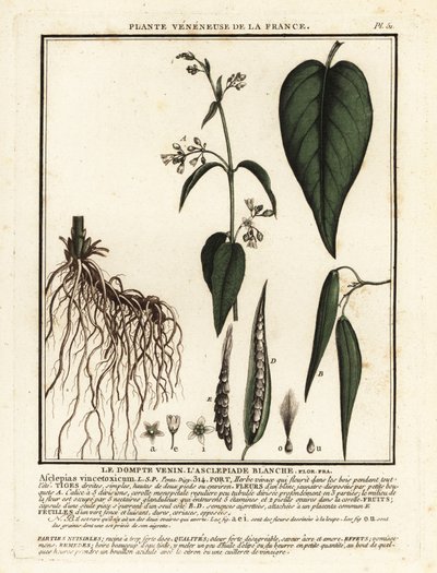 White Swallow-wort, Vincetoxicum hirundinaria by Unbekannter Künstler