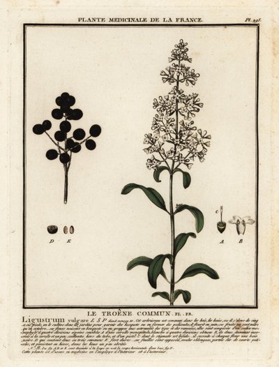 Wild privet, Ligustrum vulgare by Unbekannter Künstler