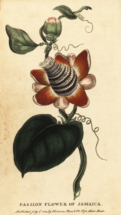 Winged-stem Passion Flower, Passiflora Elata (engraving) by Unbekannter Künstler