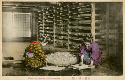 Women Maturing Silk Worm Cocoons by Unbekannter Künstler