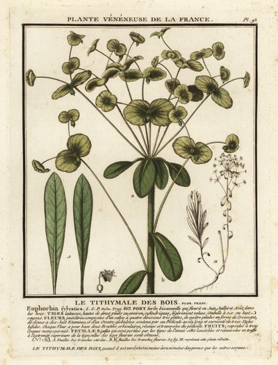 Wood spurge by Unbekannter Künstler