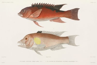 Wrasse by Unbekannter Künstler