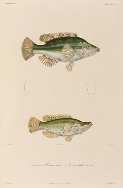 Wrasses, Black Sea by Unbekannter Künstler