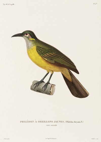 Yellow-Cheeked Philedon, New Guinea by Unbekannter Künstler
