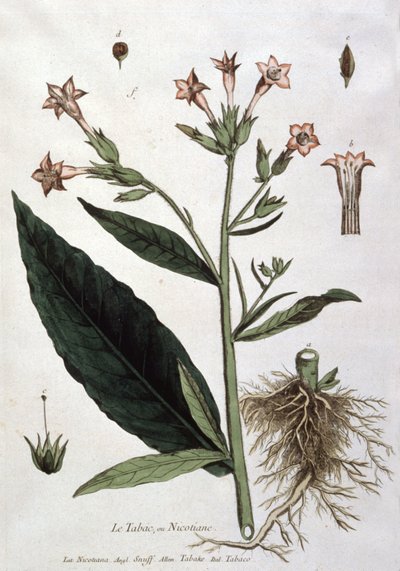 Young tobacco plant by Unbekannter Künstler