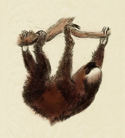 Zoology: lazy (Bradypus tridactylus) by Unbekannter Künstler