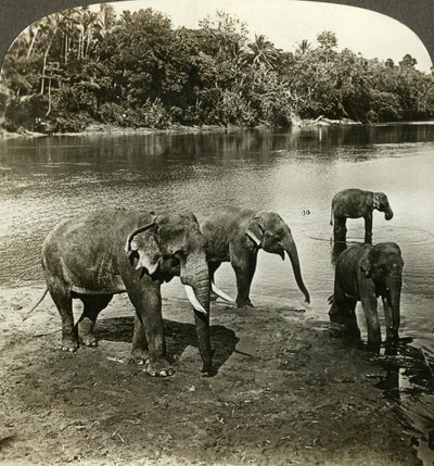 Elephants, Sri Lanka (Ceylon) by Underwood and Underwood