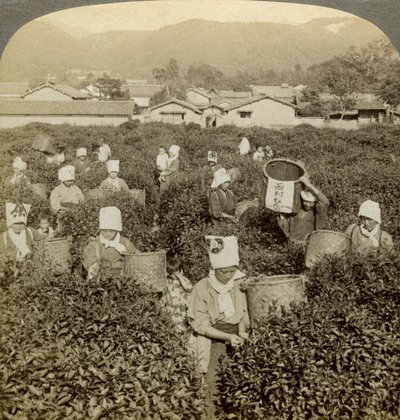 Girls Picking Tea, Uji, Japan by Underwood and Underwood
