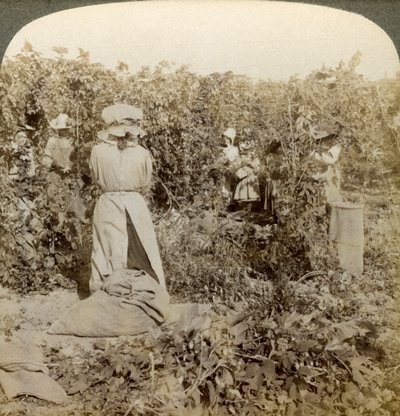Hop Picking, Eugene, Oregon, USA by Underwood and Underwood