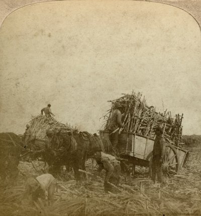 Loading Cane, Sugar Plantation, Louisiana, USA by Underwood and Underwood