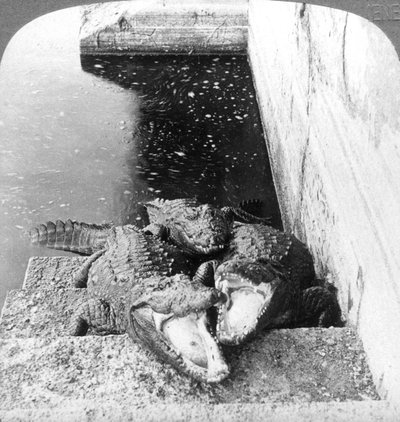 Man-Eating Alligators, India by Underwood and Underwood