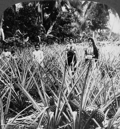 Pineapple fields, Mayaguez, Puerto Rico by Underwood and Underwood