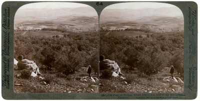 The Plain of Dothan, Palestine, 1900 by Underwood and Underwood