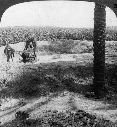 Threshing in Egypt, 1905 by Underwood and Underwood