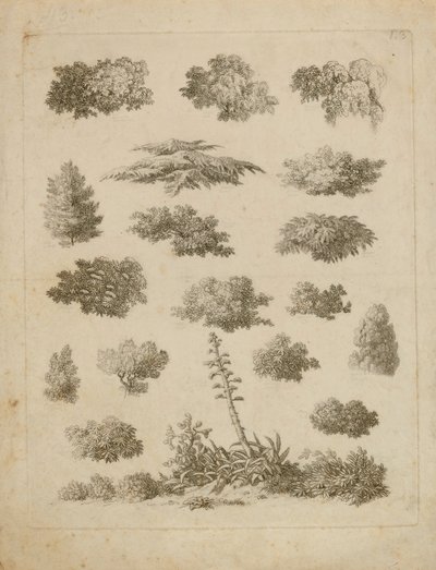 Foliage Studies by Unidentified