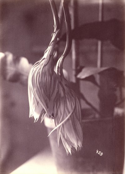 Night-Blooming Cereus, Closed after Blooming by Unidentified