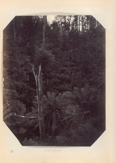 Australia - (Victoria and S. Australia) by Unknown