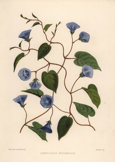 Clustervine, Jacquemontia Pentanthos by Unknown