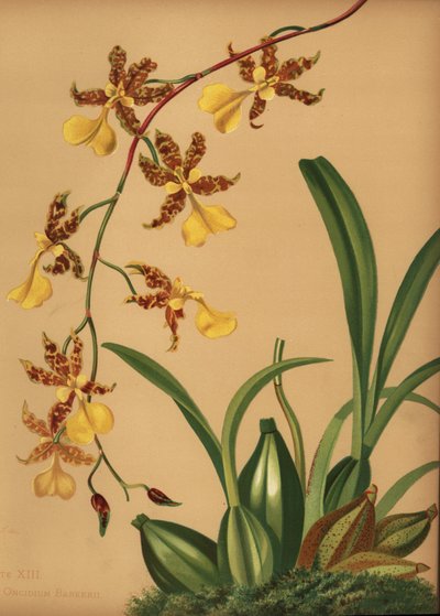 Dancing Lady Orchid, Oncidium Tigrinum by Unknown