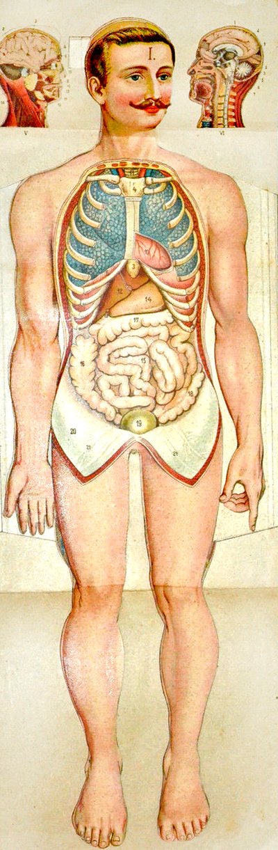 Human Anatomy fold-out educational model, c. 1895 by Unknown