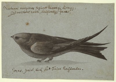 Nightjar by Unknown